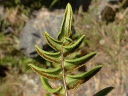 Pellaea calidirupium. Abaxial surface of fertile frond with sori continuous along the pinna margins.
 Image: L.R. Perrie © Leon Perrie CC BY-NC 3.0 NZ